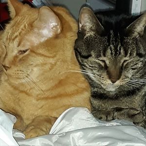 Meet your Posher, George